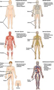 Organ Systems I